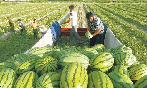 娱乐吃瓜场地图片,一场视觉盛宴的狂欢现场