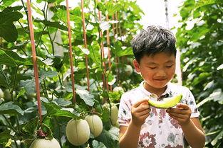 小何娱乐吃瓜,揭秘娱乐圈吃瓜背后的真相